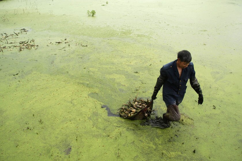 Chinese farmer walks through algae-filled pond