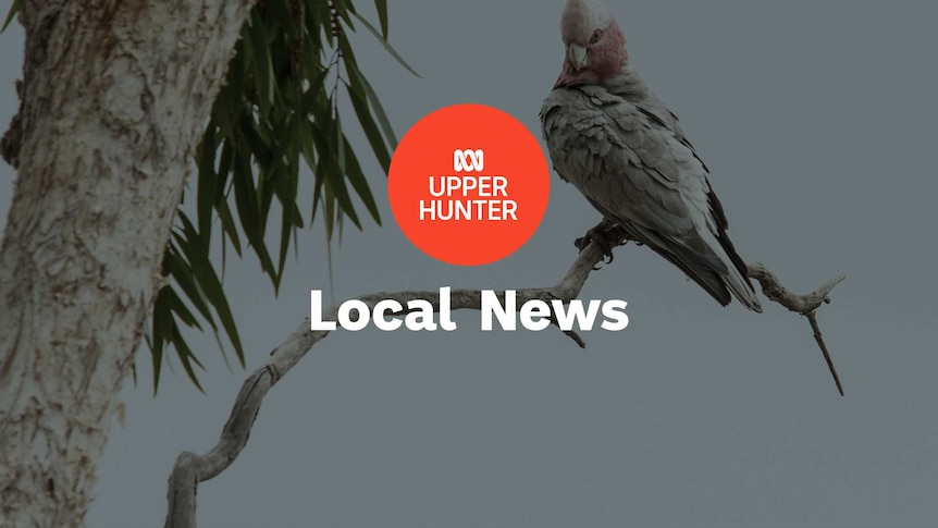 A galah sitting in a gum tree, with the ABC Upper Hunter logo and the words 'local news' superimposed over the top.