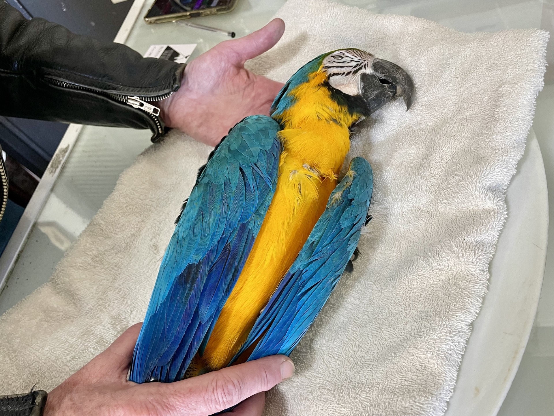 A dead colourful parrot on a table