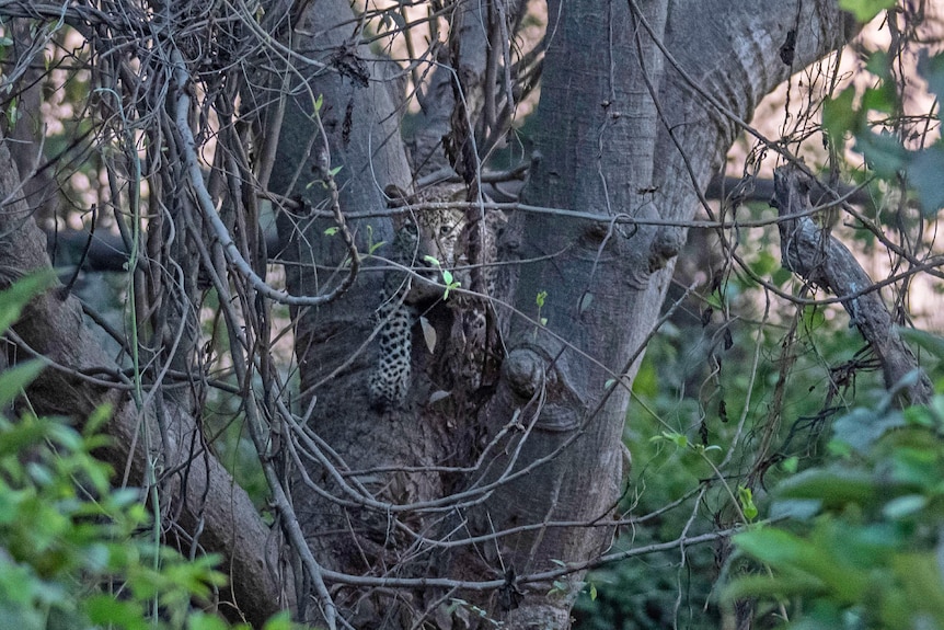 A leopard cub sits on a tree in Aarey colony