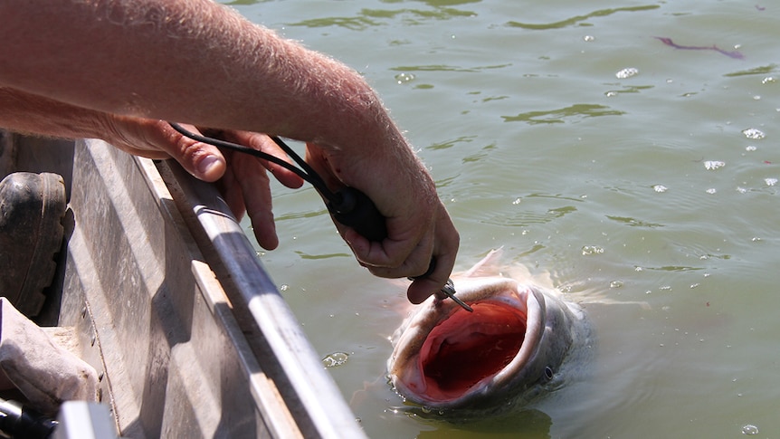 Close up image of a fish being caught from a boat