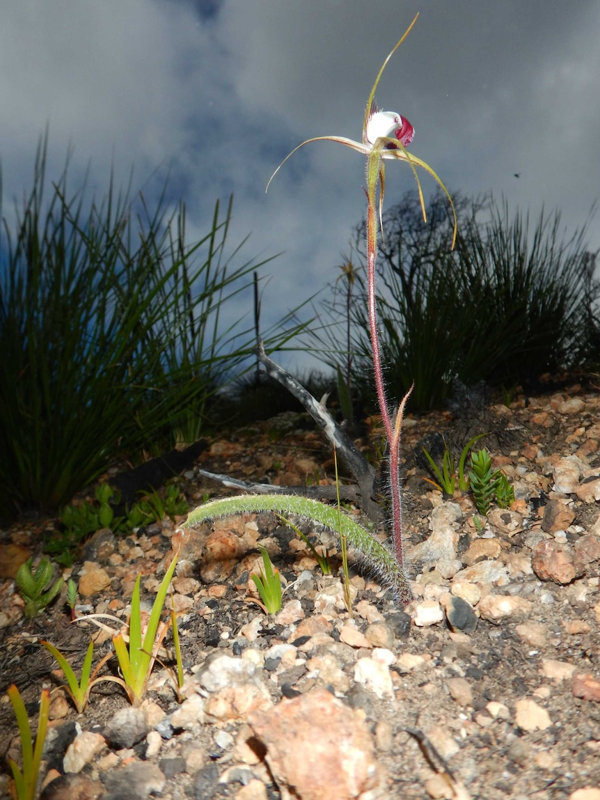 An orchid plant in the ground.