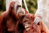 Maimunah, a 32-year-old orangutan, places her arm around her 8-year-old daughter, Dewi, in an enclosure at Melbourne Zoo.