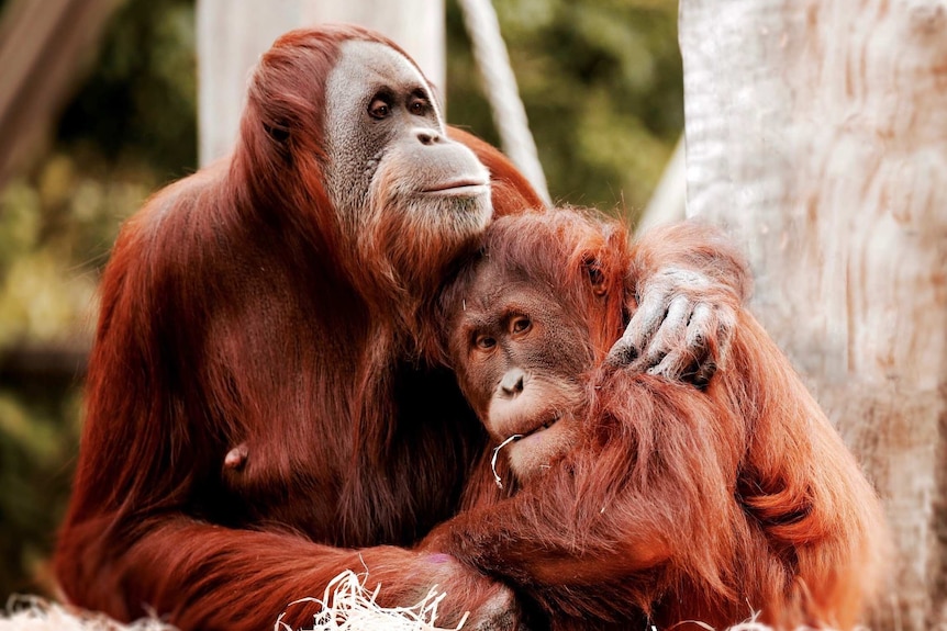 Maimunah, a 32-year-old orangutan, places her arm around her 8-year-old daughter, Dewi, in an enclosure at Melbourne Zoo.