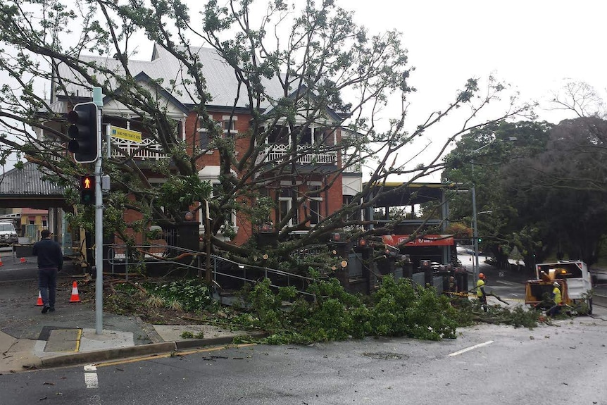 Crews work to remove a fallen fig tree at The Normanby Hotel in Brisbane.