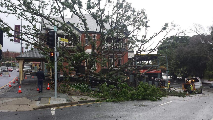 Crews work to remove a fallen fig tree at The Normanby Hotel in Brisbane.