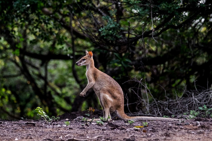 A wallaby in Kakadu National Park.