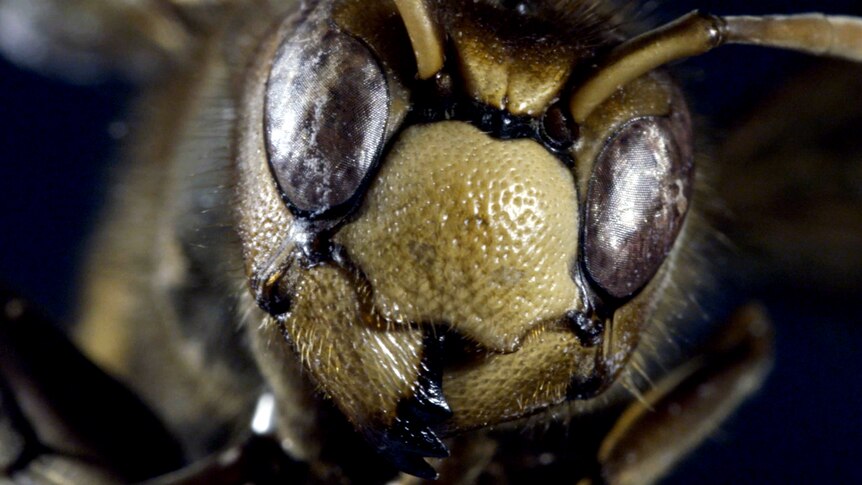 Close up view of a bee.