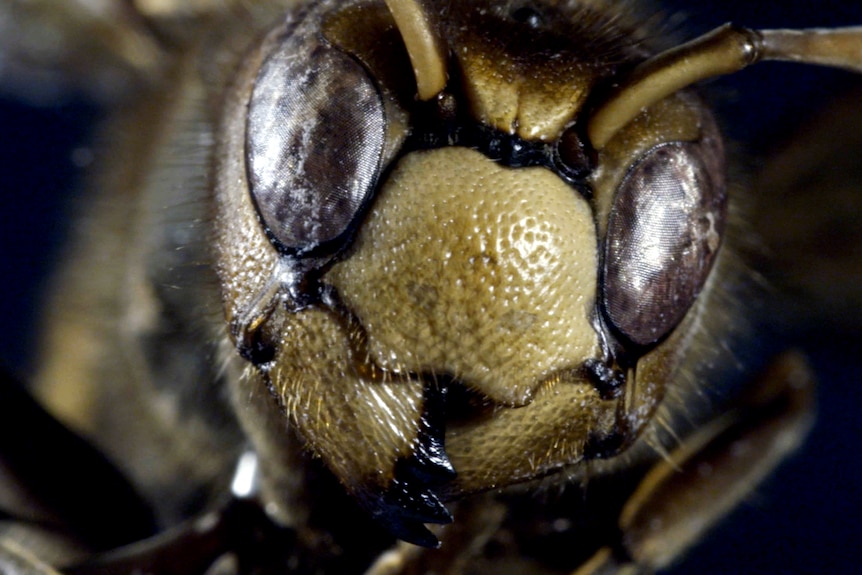 Close up view of a bee.