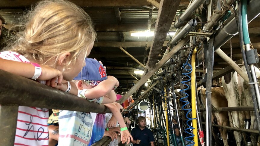 Children leaning on a railing above the pit where the workers reach up to milk the cows.