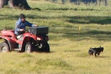 Quad bike and dog mustering cattle