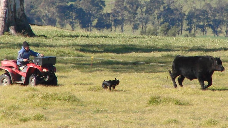 Quad bike and dog mustering cattle
