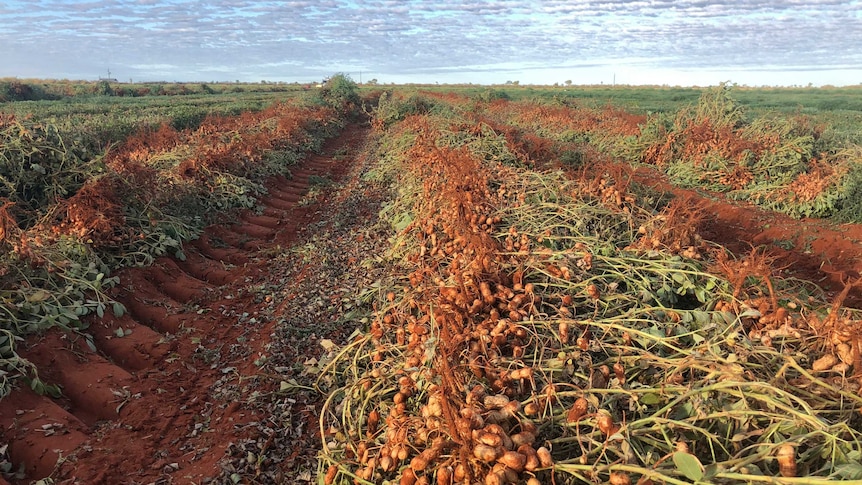 peanuts freshly pulled out of the ground lying in rows.