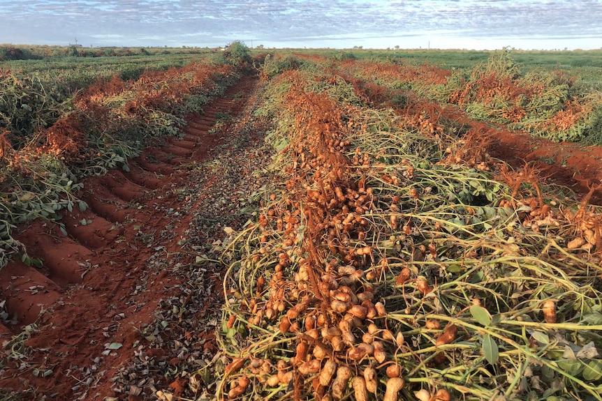 Peanuts, freshly pulled out of the ground, lying in rows.