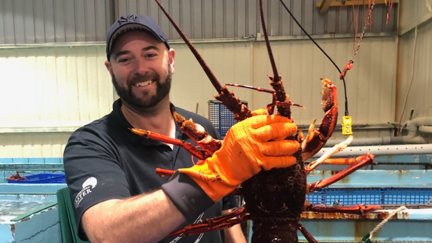 A smiling beared man handles a large, orange lobster amid tanks in a warehouse.