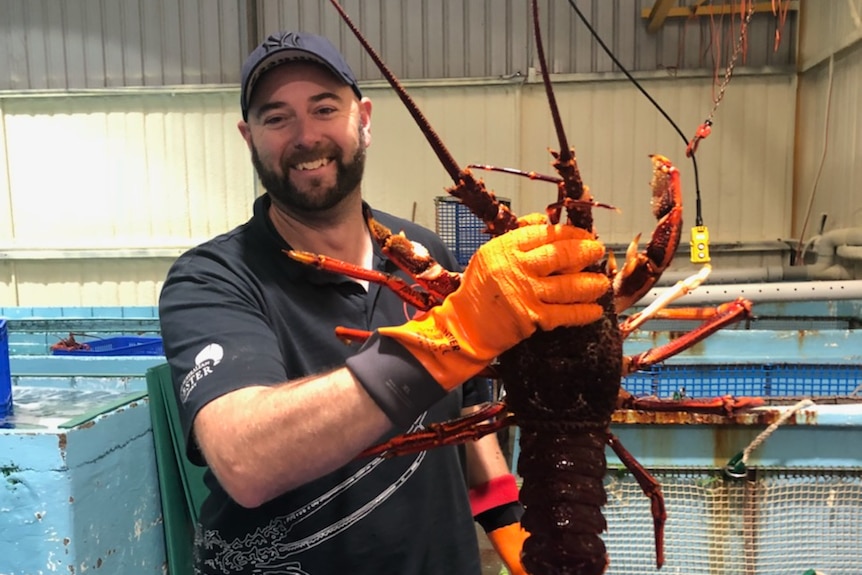 A smiling beared man handles a large, orange lobster amid tanks in a warehouse.