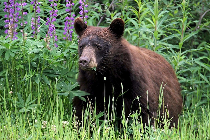 A Black bear is pictured in the wild.