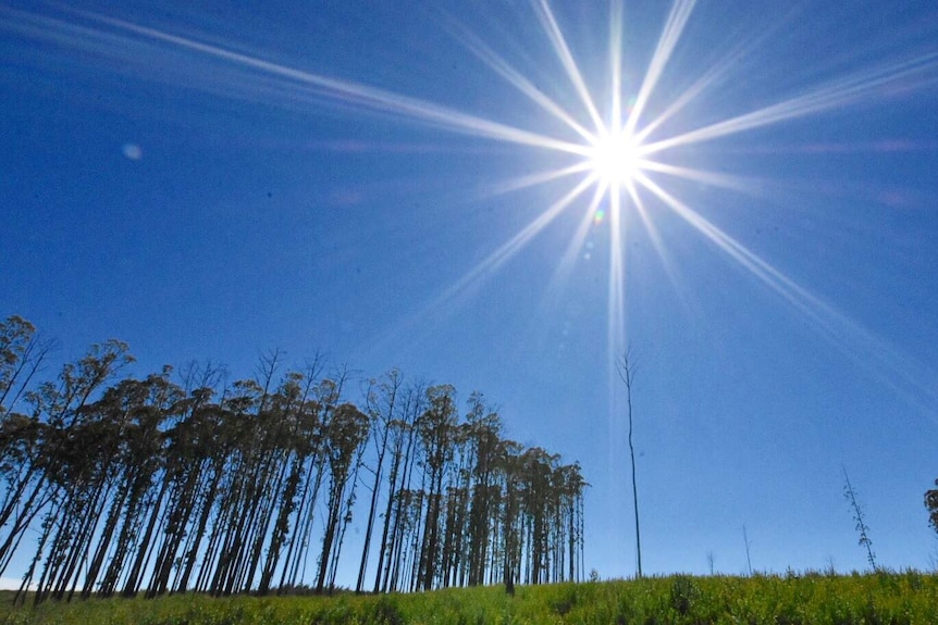 A stand of trees on a hillside with sun shining.