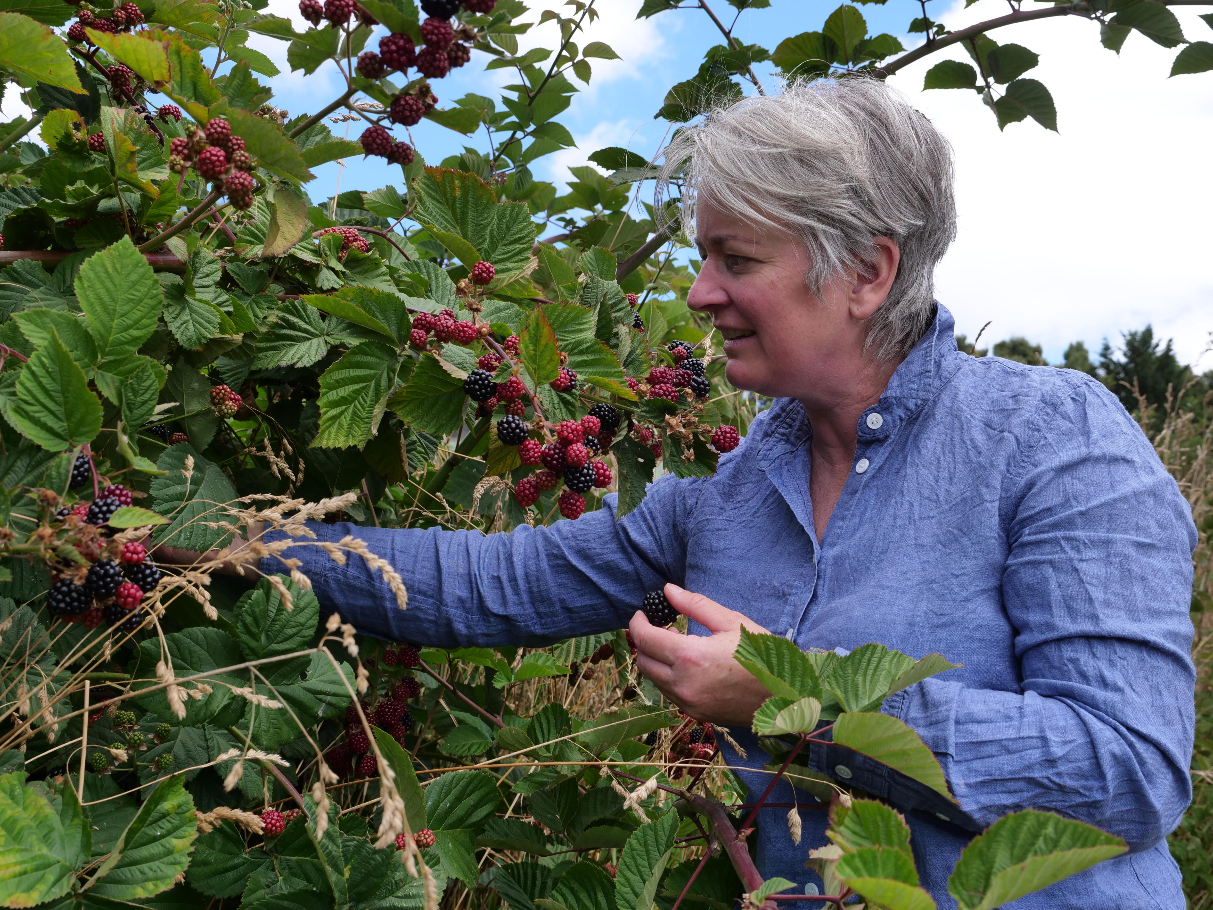 A woman picking blackberries.