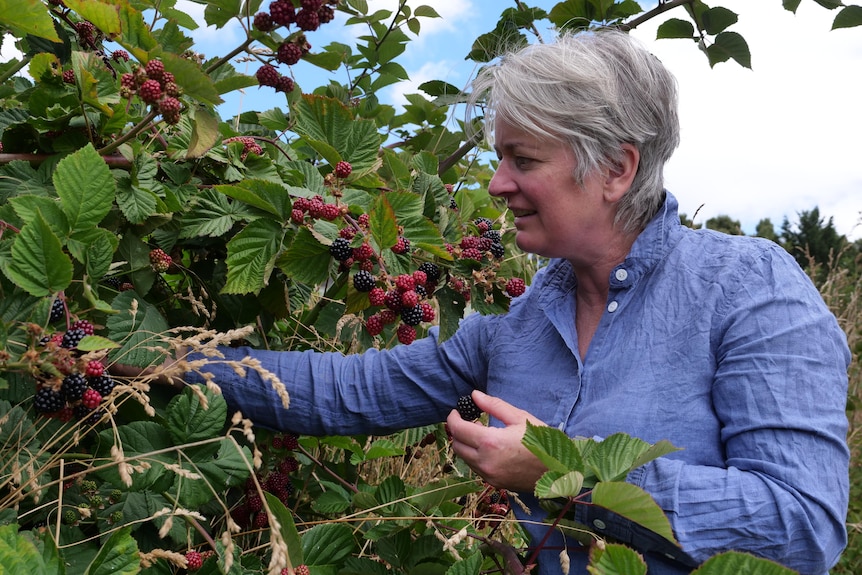 A woman picking blackberries.