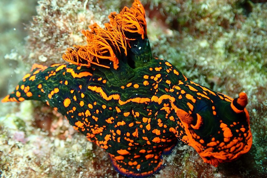 A black and orange patterned slug underwater.