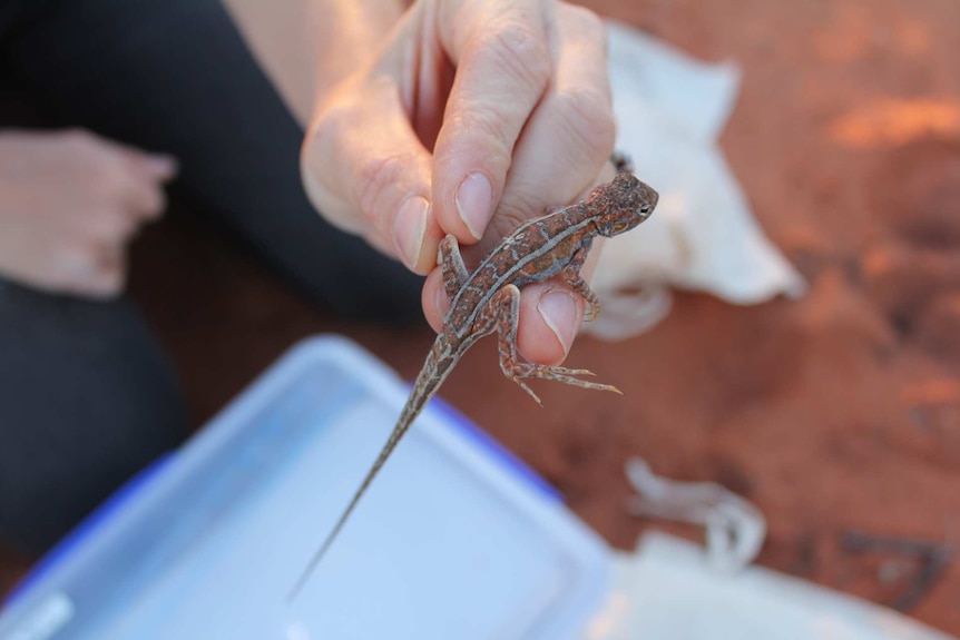 A patterened orange and grey lizard the size of an adult finger.