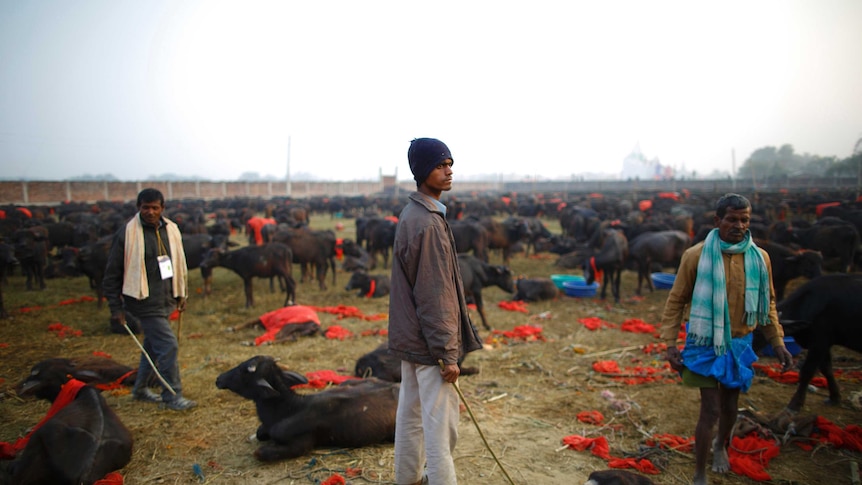 Nepal herders prepare buffaloes for Gadhimai Mela festival