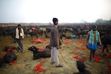 Nepal herders prepare buffaloes for Gadhimai Mela festival