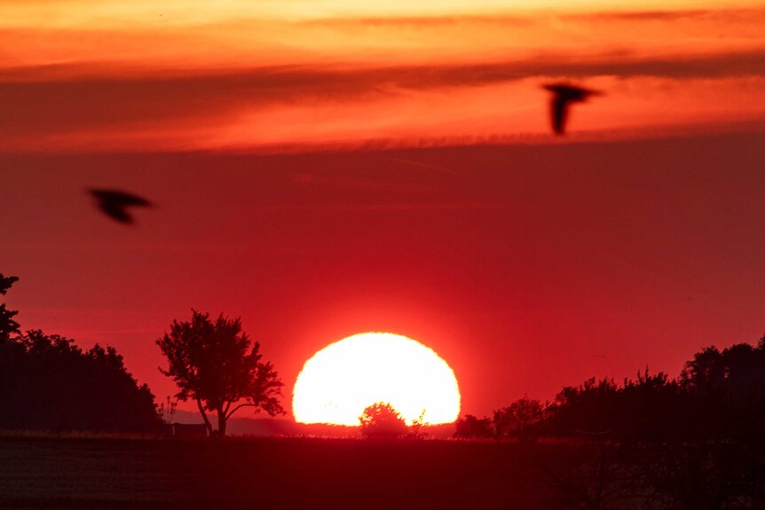 Birds fly by as the sun rises in a bright orange sky.