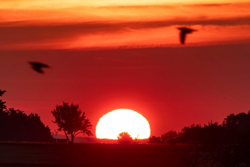 Birds fly by as the sun rises in a bright orange sky.