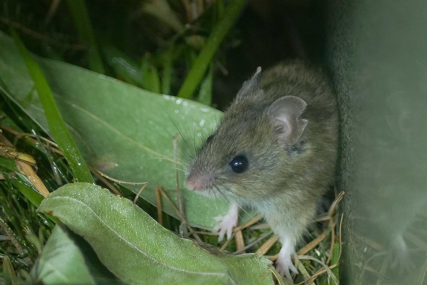 A small native mouse.