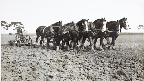 A black and white photo of horses ploughing a muddy field using old-fashioned equipment.