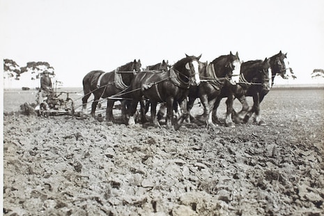A black and white photo of horses ploughing a muddy field using old-fashioned equipment.