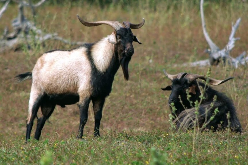 A goat standing in grass with another goat lying down