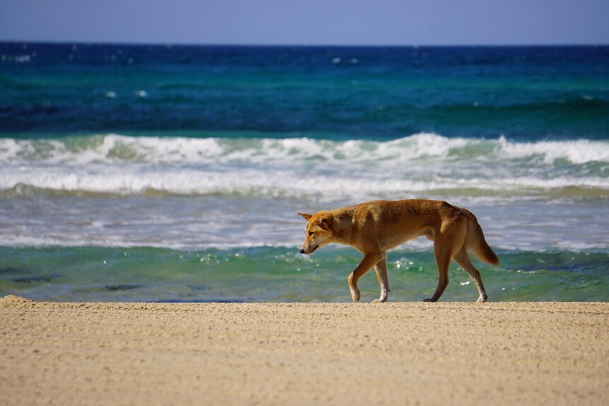 A dingo walks along the white sand, against the blue and green ocean 
