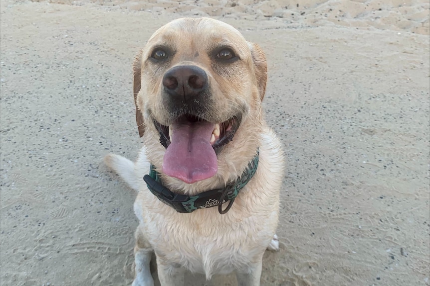 A cream dog with a collar sits looking at the camera