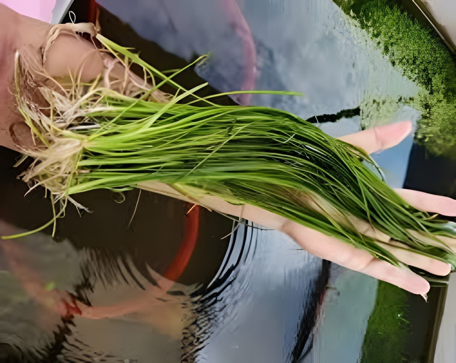 Una persona sostiene un largo manojo de Vallisneria en el brazo.
