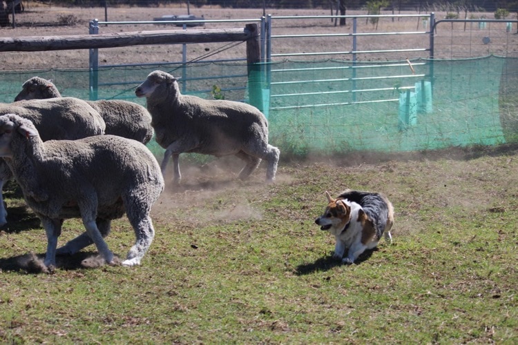 Corgi zbierające owce