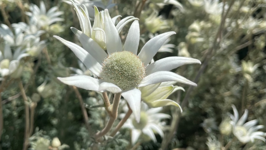A close up of a white flowers, with silvery green foilage.