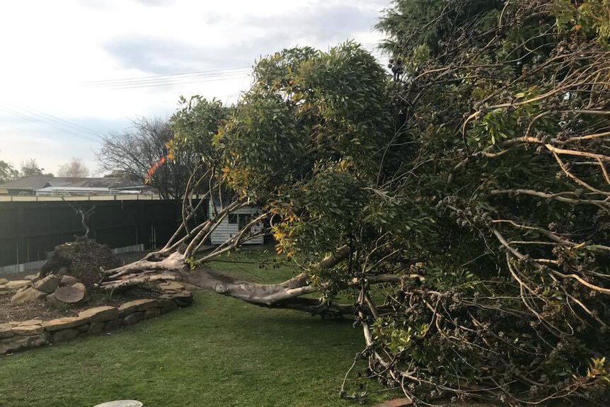 Tree blown over in a Hobart backyard