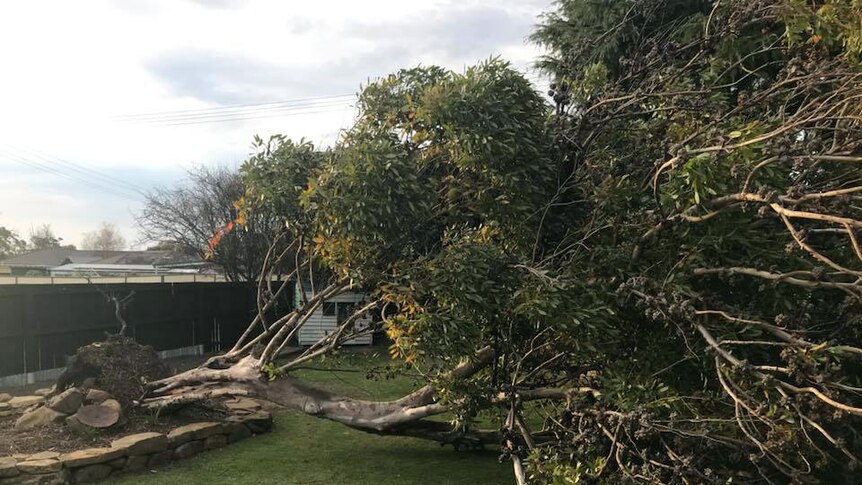 Tree blown over in a Hobart backyard