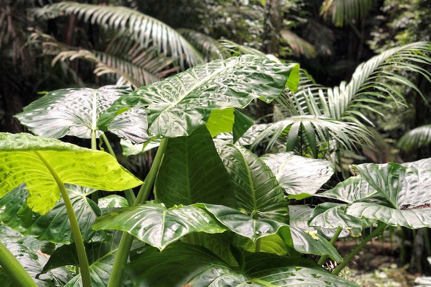 Elephant ear plants are seen in the foreground of this rainforest shot, with palms in the backdrop.