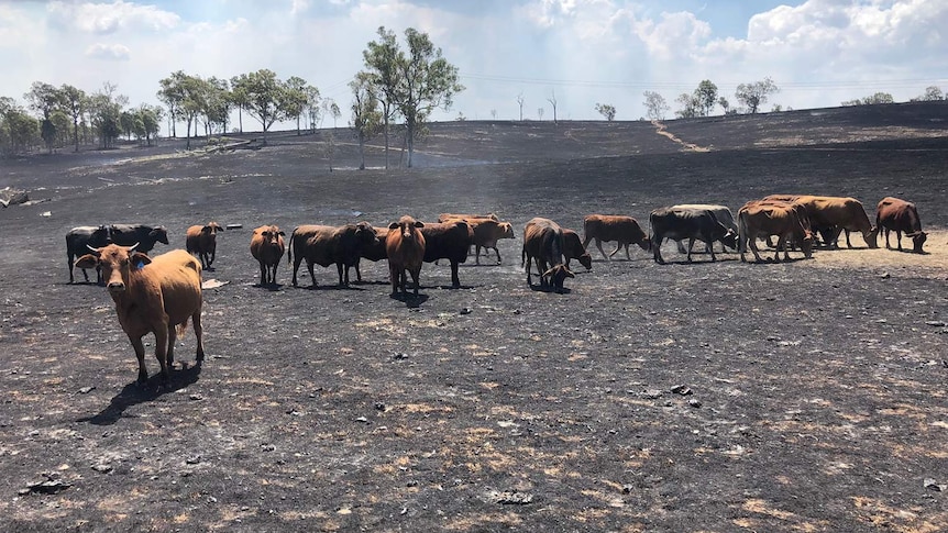 Cattle herd in a burnt out paddock at Woolooga.