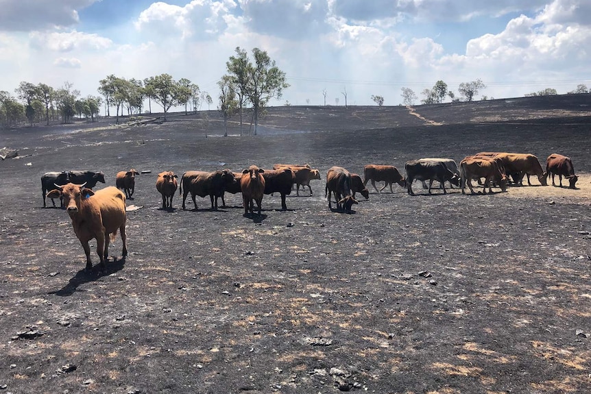 Cattle herd in a burnt-out paddock at Woolooga.