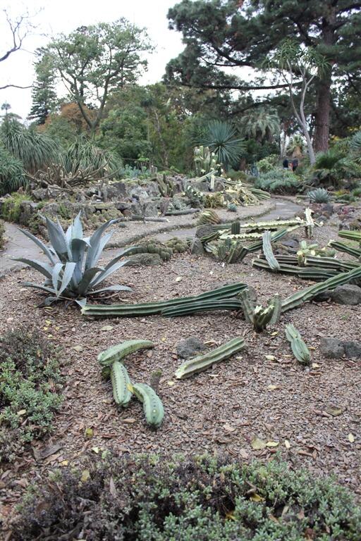 Vandals destroy rare cacti in Melbourne's Royal Botanic Gardens - ABC News