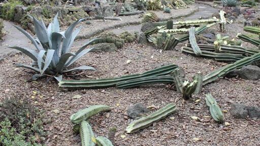Cacti broken after vandal attack in Melbourne's Royal Botanic Gardens