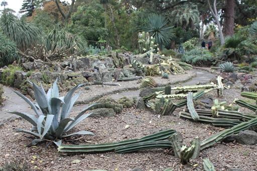 Cacti broken after vandal attack in Melbourne's Royal Botanic Gardens