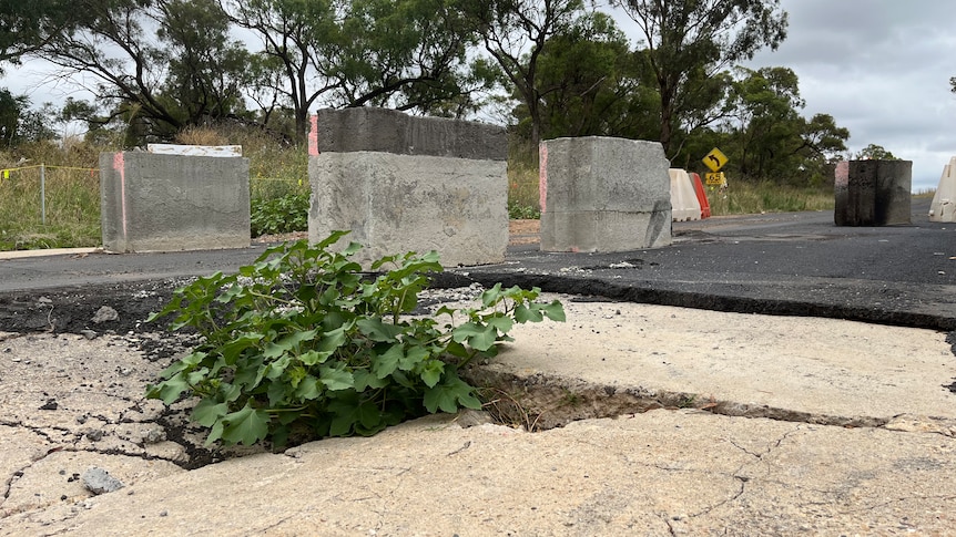 a weedy green plant grows between a large crack in a damaged road