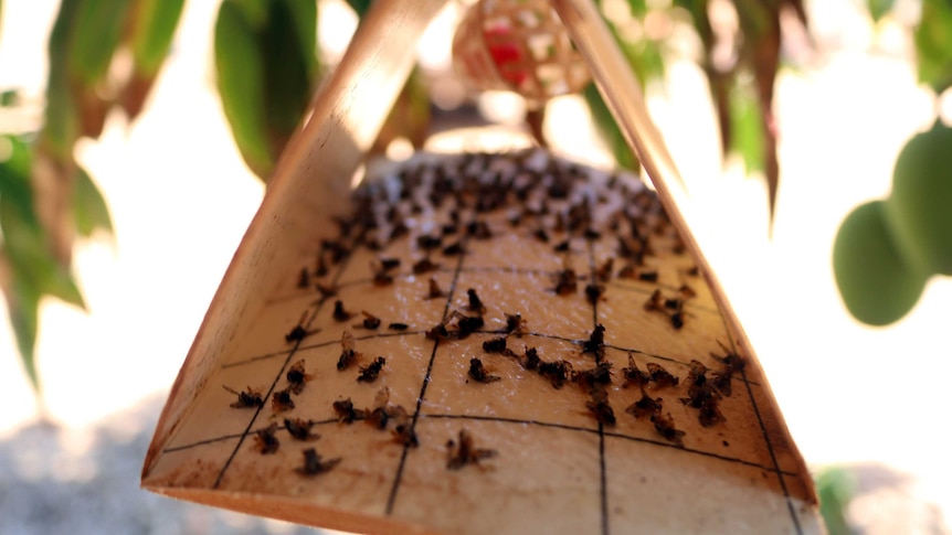 A triangular "Jackson" fruit fly trap hanging in a mango tree in Carnarvon.