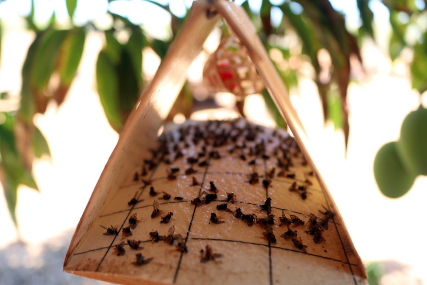 A triangular "Jackson" fruit fly trap hanging in a mango tree in Carnarvon.